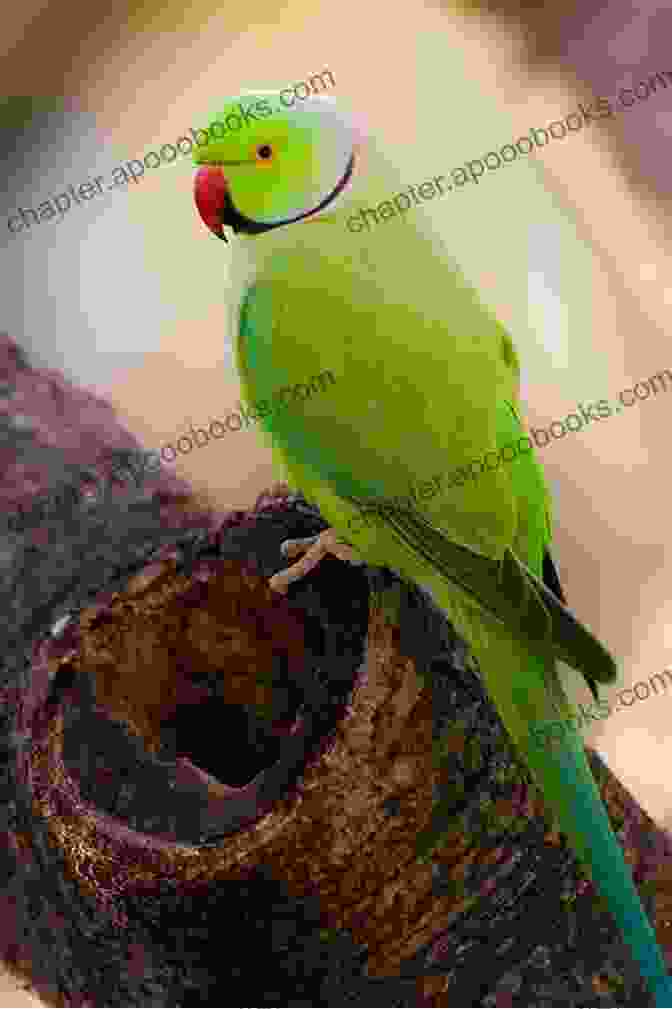 A Beautiful Indian Ringneck Parrot With Its Vibrant Plumage And Distinctive Ring Around Its Neck Indian Ringnecks As Pets Indian Ringnecks Indian Ringneck Care