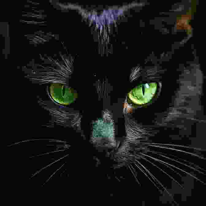 A Black Cat With Piercing Green Eyes. The Fright Black Cat Vol 28 A Salem Massachusetts Mini Mystery