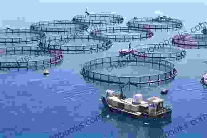 A Fish Farm With Rows Of Cages Containing Fish Basics Of Fisheries Science (A Complete On Fisheries) Fishing Craft And Gear Technology