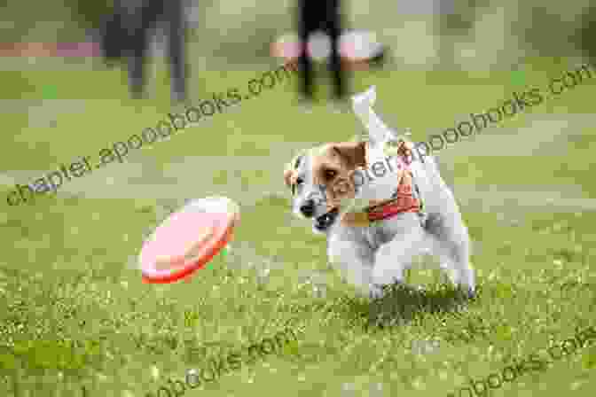 A Happy Rescue Dog Playing In The Park Life Lessons From A Rescue Dog