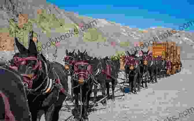 A Historical Photograph Capturing A Group Of American Mules Pulling A Wagon Through A Rugged Landscape. American Mules Martina Evans