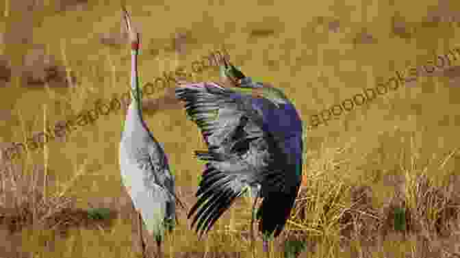 A Pair Of Geese Engaging In Courtship Rituals, Showcasing The Intricate Breeding Behaviors Of These Birds Getting Started With Geese (Getting Started With 4)