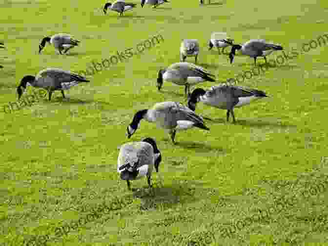 A Serene Flock Of Geese Grazing In A Lush Pasture Getting Started With Geese (Getting Started With 4)