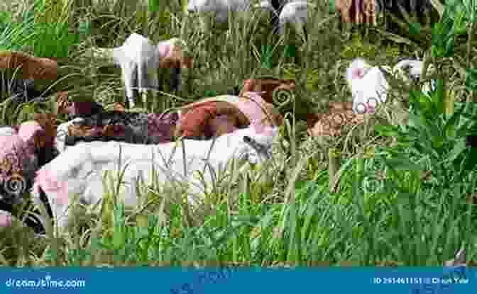 A Serene Image Of A Herd Of Saanen Goats Grazing Peacefully In A Lush Green Field. The Ultimate Guide To Training Saanen Goats: The Step By Step Guide To Breeding Caring And Raising Saanen Goats Plus Saanen Goat Food Care And Health Instructions