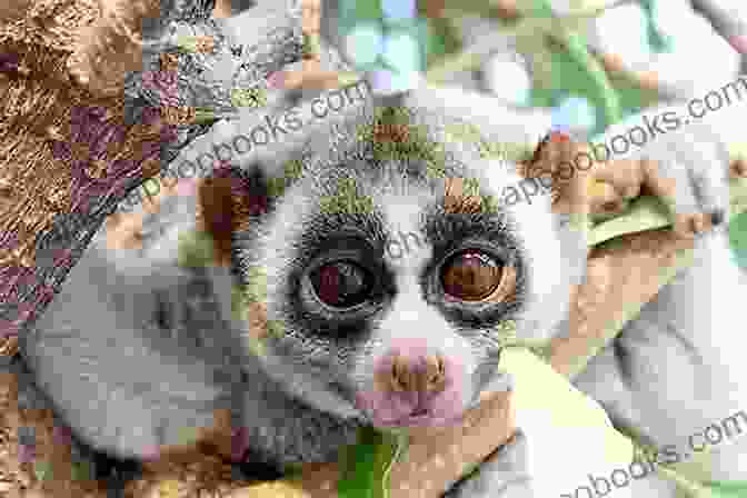 A Slow Loris, A Type Of Primate That Is Native To Southeast Asia The Cute Animals You Didn T Know Picture