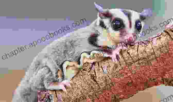 A Sugar Glider, A Type Of Marsupial That Is Native To Australia The Cute Animals You Didn T Know Picture