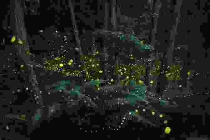 A Swarm Of Fireflies Dancing In A Field Fireflies In My Hands: Haiku