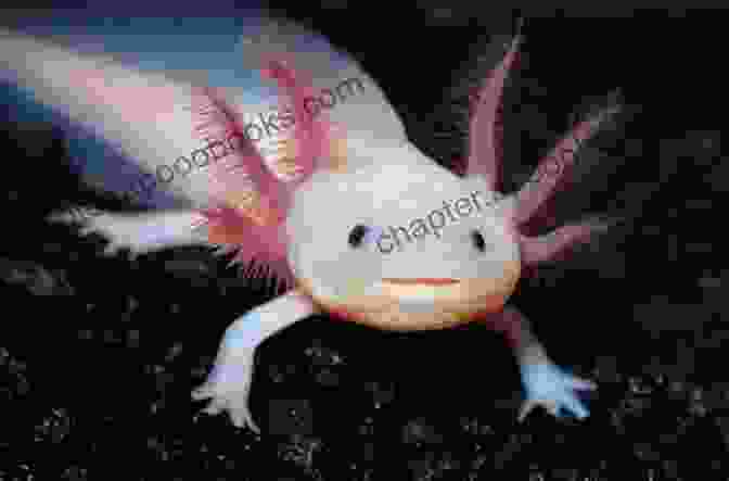 An Axolotl, A Type Of Salamander That Retains Its Juvenile Features Throughout Its Life The Cute Animals You Didn T Know Picture