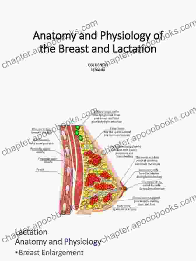 Anatomical Diagram Of The Breast Multi Level Mammaplasty: Anatomical Support And Re Shaping Of The Breast