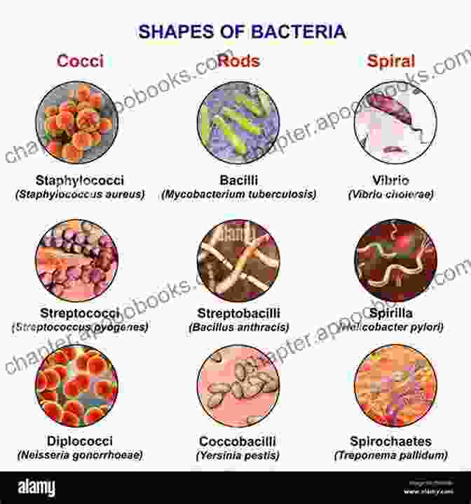 Bacteria Under A Microscope, Showcasing Their Diverse Shapes And Sizes Investigating Simple Organisms (Science Readers)