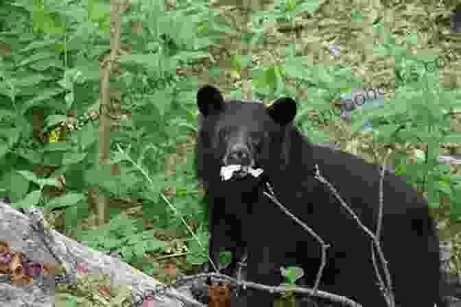 Black Bear On The Appalachian Trail In New Jersey Appalachian Trail In New Jersey Hiking Guide Camp Rd To Blue Mtn Lakes Rd