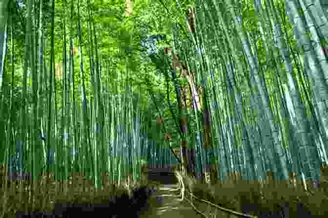 Dense Grove Of Bamboo Stalks In Arashiyama Bamboo Forest Gaijin A Go Go: Travel Japan Kyoto