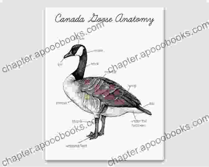 Detailed Diagram Showcasing The Anatomy Of A Goose Getting Started With Geese (Getting Started With 4)