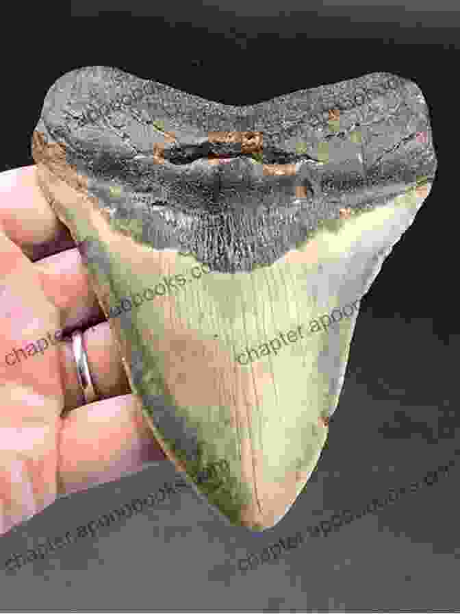 Fossilized Megalodon Teeth Megalodon: Fact Or Fiction? (Creature Scene Investigation)