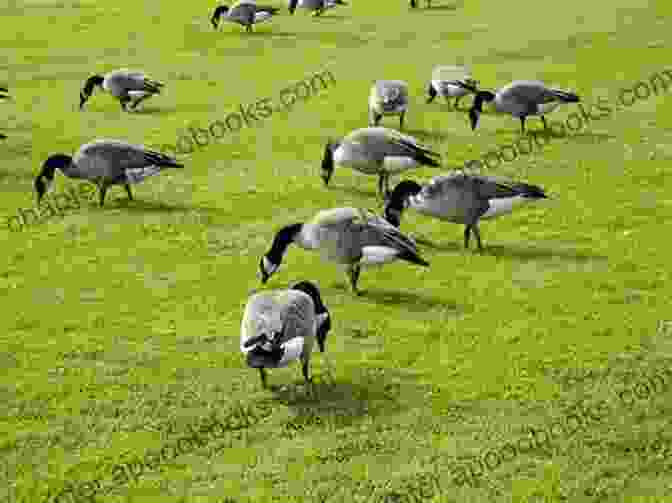 Geese Grazing Contentedly In A Lush Pasture, Showcasing The Benefits Of Proper Nutrition Getting Started With Geese (Getting Started With 4)