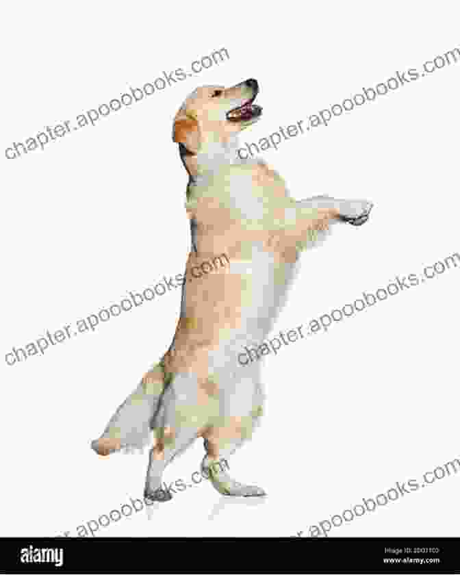 Golden Retriever Dancing In A Field The Dog Who Danced: A Novel