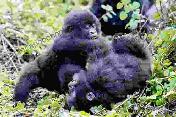 Gorilla Playing With His Animal Friends In The Jungle AlphaTales: G: Gorilla Be Good (Alpha Tales)