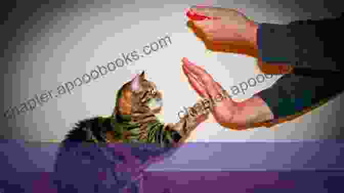 Image Of A Cat Being Trained With A Clicker Hitched (Happy Cat 3) Lili Valente