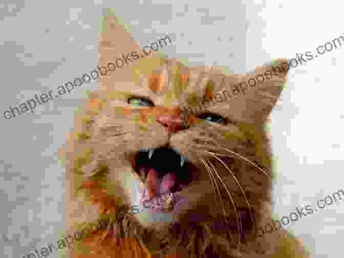 Image Of A Cat Meowing And Displaying Body Language Hitched (Happy Cat 3) Lili Valente