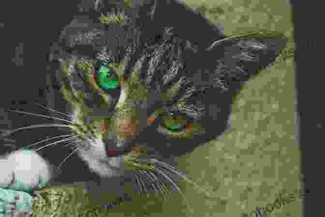 Max The Cat, A Beautiful And Charming Feline With Emerald Green Eyes And A Curious Expression Five Million Dollar Cat Laura Lond