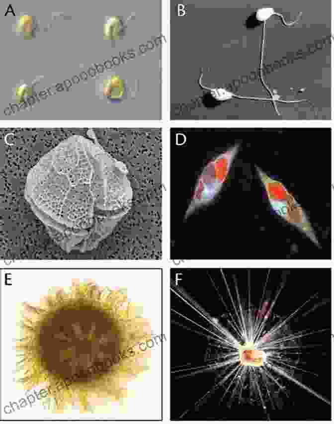 Protists Under A Microscope, Showcasing Their Complex Cellular Structures Investigating Simple Organisms (Science Readers)