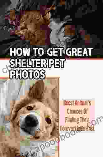 How To Get Great Shelter Pet Photos: Boost Animal S Chances Of Finding Their Forever Home Fast: How To Take Pictures Of Shelter Dogs